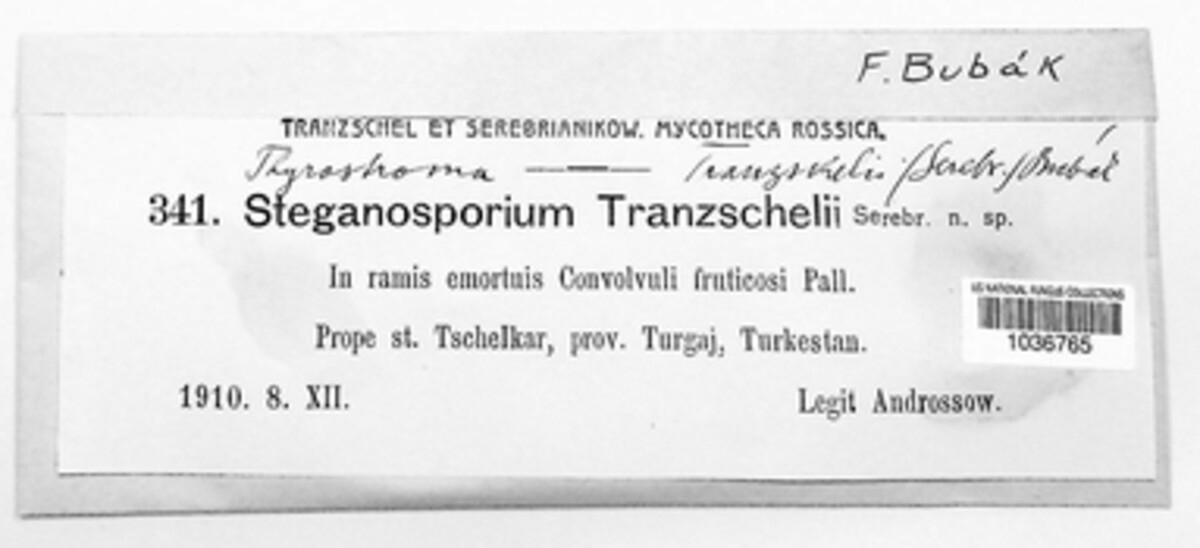 Stegonsporium tranzschelii image
